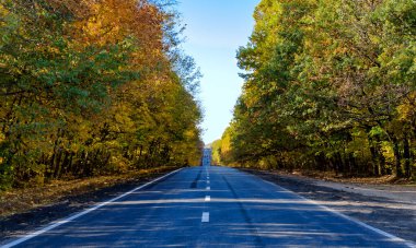 Ilık bir sonbahar gününde, parlak sarı ağaçların arasında.