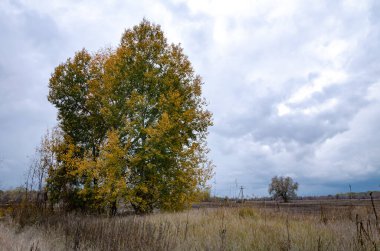 Bir sonbahar gününde büyük bir taç takan ağaç, tarlanın arka planında, yakın plan.