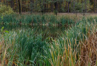 Bir göletin kıyısında yeşil yapraklı sazlar, sonbahar günü yakın plan.