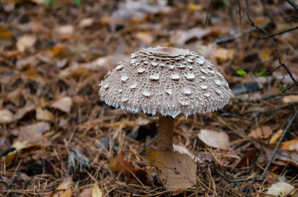 Mushroom Umbrella White Cap Grows Forest Background Leaves Close — Stock Photo, Image