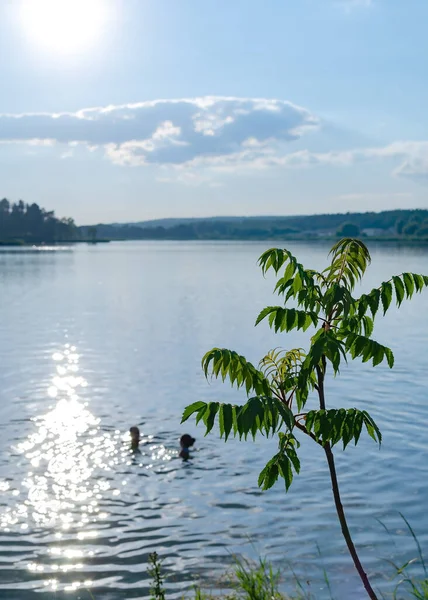 Litet Träd Bakgrunden Damm Med Reflektion Solen Vattnet Varm Sommarkväll — Stockfoto