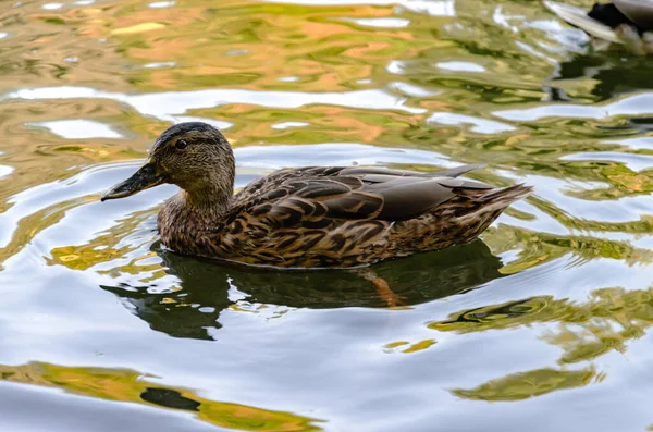 Anatre Selvatiche Nuotare Sul Lago Uccelli Selvatici Sullo Sfondo Riflesso — Foto Stock