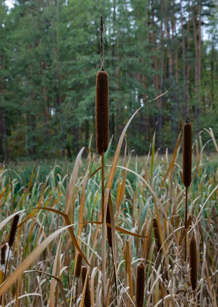 Rákosí Zelenými Listy Břehu Rybníka Detailní Záběr Podzimního Dne — Stock fotografie