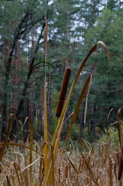 Тростник Зелеными Листьями Берегу Пруда Осенний День Крупным Планом — стоковое фото