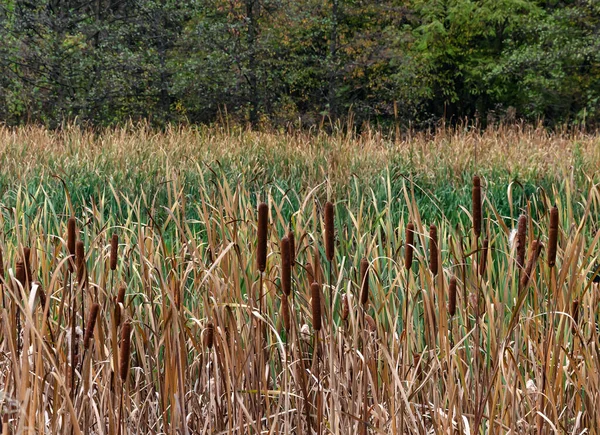 Schilf Mit Grünen Blättern Ufer Eines Teiches Herbsttag Aus Nächster — Stockfoto