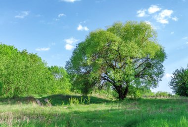 Güzel bir taçla büyük bir ağaç Mutlu bir bahar gününde, yakın plan