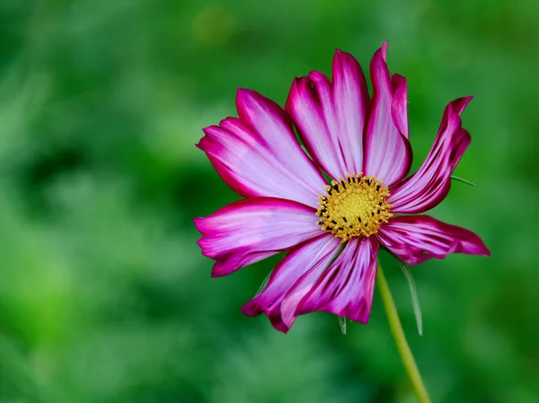 flower, pink on a green background, in the park, close-up