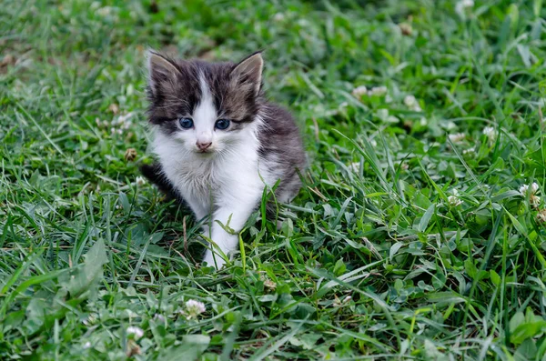 小さな灰色の子猫が緑の芝生の上を歩き夏の日には閉まり — ストック写真