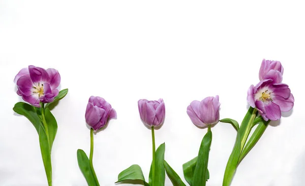 Fleur Tulipe Rose Sur Fond Blanc Gros Plan — Photo