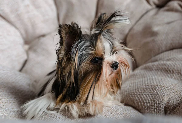 Hediye kutularıyla teriyer köpeği, sevimli tüylü hayvan kumaşa oturur, yakın plan.