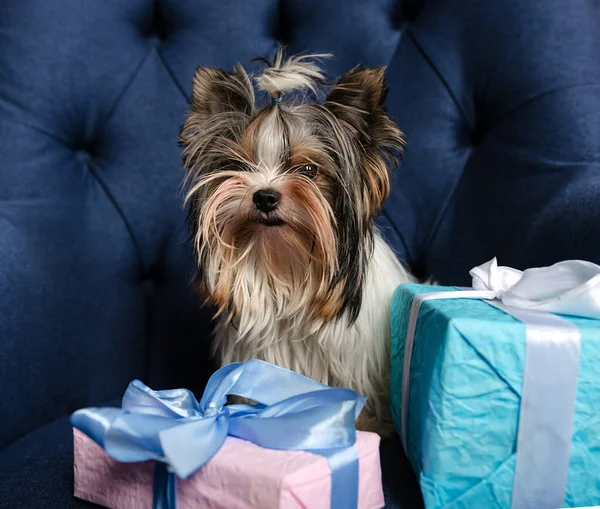 terrier dog with gift boxes, cute fluffy pet sits on fabric, closeup