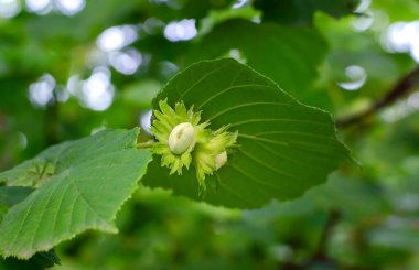 Yeşil yapraklı fındık meyvesi, yaklaşın.