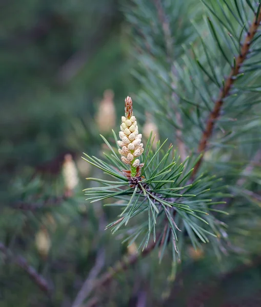 Flowering Pine Cones Forest Warm Spring Day Close — Stock Photo, Image