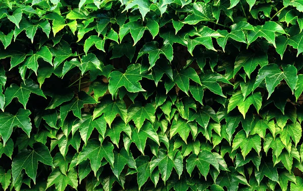 Beautiful Background Green Leaves Climbing Plant Close — Stock Photo, Image