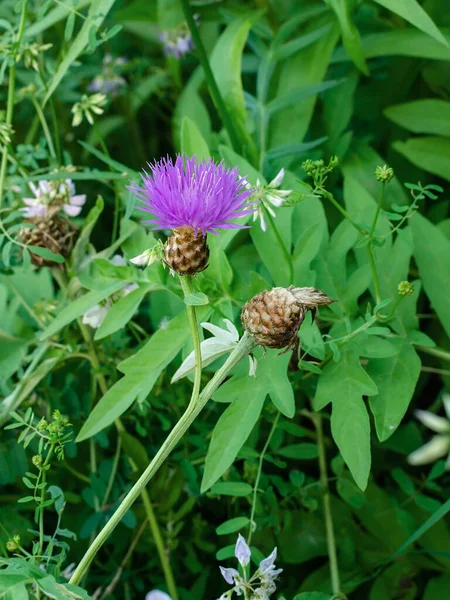 Fleur Rose Sur Fond Herbe Verte Chaude Journée Été Gros — Photo