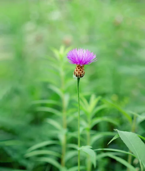 Fleur Rose Sur Fond Herbe Verte Chaude Journée Été Gros — Photo