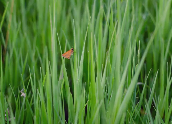橙色蝴蝶栖息在绿草上 — 图库照片