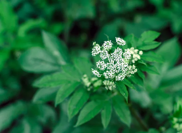 緑の草を背景にした草原の花序が夏の暖かい日にクローズアップされ — ストック写真