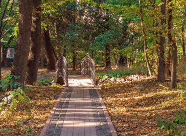 Sarı ağaç yapraklarıyla kaplı, parlak bir parkta yol.