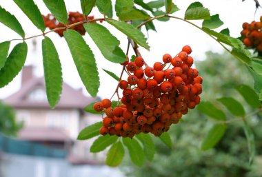 dağ külleri kırmızısı, yapraklı böğürtlenler, bir sonbahar günü, yakın çekim