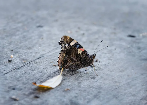 Butterfly Sits Gray Wooden Background Autumn Afternoon Close — Stock Photo, Image