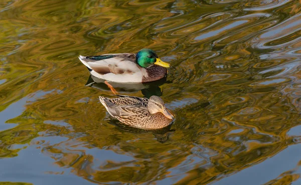 Belle Anatre Selvatiche Che Nuotano Sul Lago Uccelli Selvatici Autunno — Foto Stock