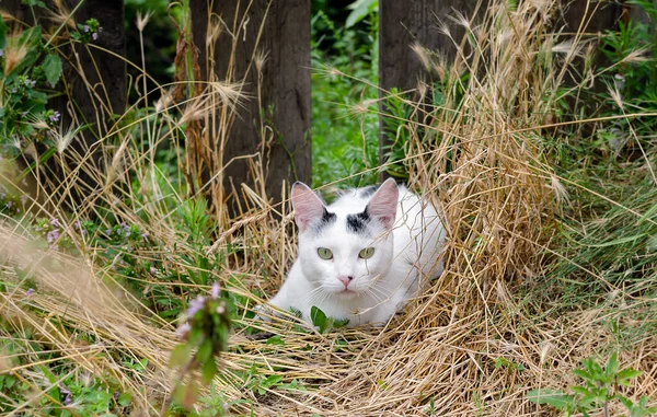 White Cat Pet Lies Dry Grass Background Old Wooden Fence — Stock Photo, Image