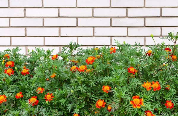 Marigolds Oranžovými Květy Zelené Listy Pozadí Zdiva Bílými Cihlami Krásné — Stock fotografie
