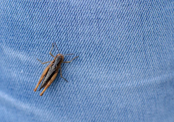 Grasshopper Insect Sits Blue Denim Close — Stock Photo, Image