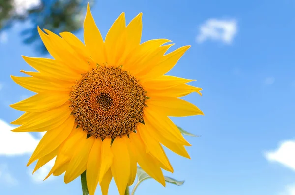 yellow flowers of a sunflower against a blue sky, with petals and stamens, natural flowers close-up
