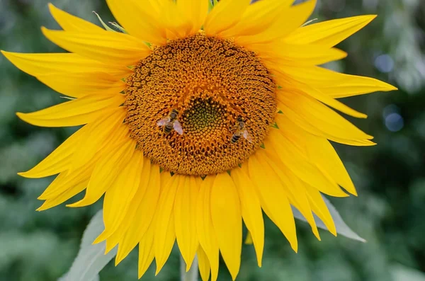 Yellow Sunflower Flowers Petals Stamens Natural Flowers Close — Stock Photo, Image