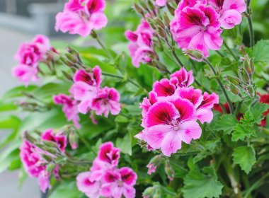 Sardunya çiçekleri yeşil yapraklardan oluşan bir arka planda çiçek açıyor.