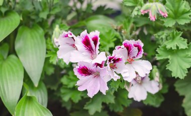 Sardunya çiçekleri yeşil yapraklardan oluşan bir arka planda çiçek açıyor.