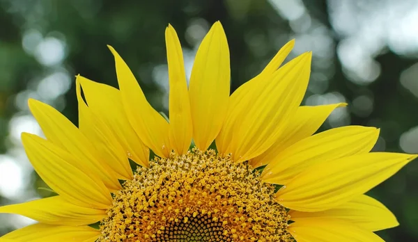 yellow sunflower flowers with petals and stamens, natural flowers close-up