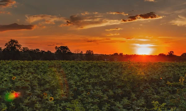 Bright Sunset Blue Sky Field Sunflowers Summer Warm Evening — Stock Photo, Image