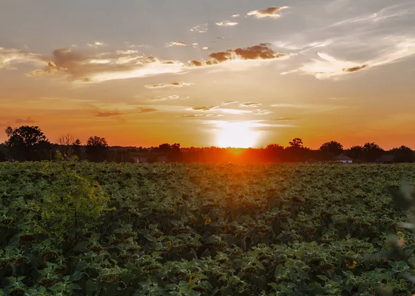 Bright Sunset Blue Sky Field Sunflowers Summer Warm Evening — Stock Photo, Image