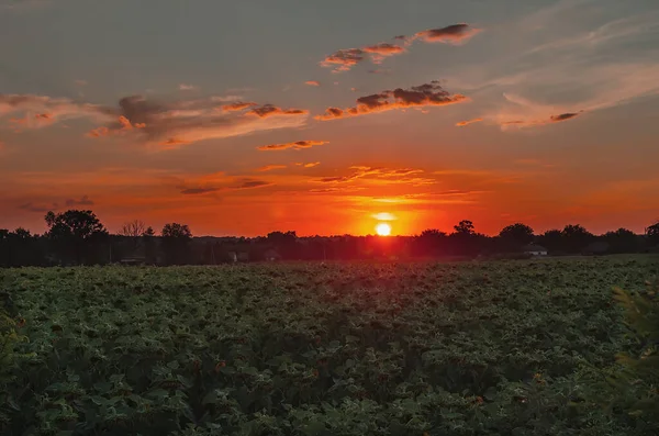 Puesta Sol Brillante Sobre Cielo Azul Sobre Campo Con Los — Foto de Stock