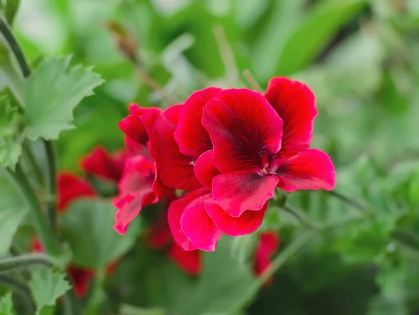 Florescendo Gerânio Com Flores Brilhantes Fundo Folhas Verdes Close — Fotografia de Stock