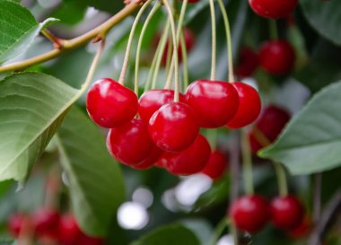 Hasattan kısa bir süre önce, bir ağaç dalında kırmızı kiraz üzümü.