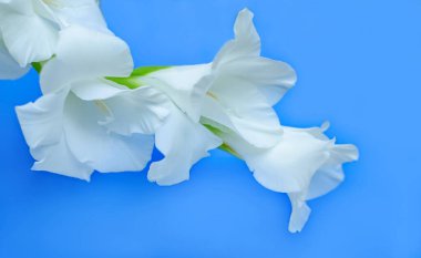 Arka planda beyaz gladiolus çiçeği, minimal çiçek konsepti, basit modern, izole çiçek.