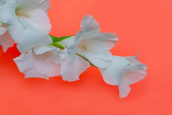 white gladiolus flower on background, minimal floral concept, simple modern, isolated flower close up