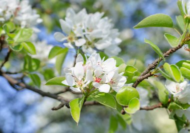 Çiçekli armut ağacı, doğal arka planda beyaz armut çiçeği, çiçek açan meyve ağacının yakın çekimi, sığ tarla derinliği