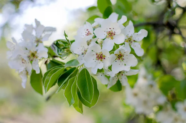 Poirier Fleurs Fleur Poire Blanche Sur Fond Naturel Gros Plan — Photo