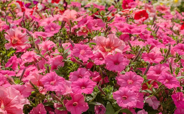 Petúnia Fényes Gyönyörű Virágok Egy Virágágyásban Formájában Harang Gyönyörű Háttér — Stock Fotó