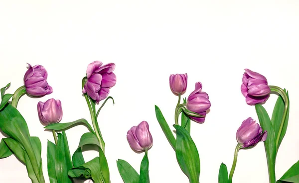 Fleurs Tulipes Colorées Isolées Sur Fond Blanc Bel Arrangement Floral — Photo