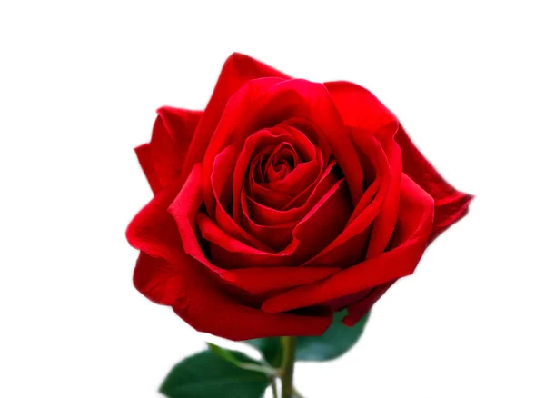 Růže Červená Zelenými Listy Izolované Bílém Pozadí — Stock fotografie