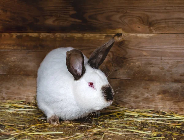 白色毛茸茸的兔子 宠物坐在后院 背靠木板 — 图库照片