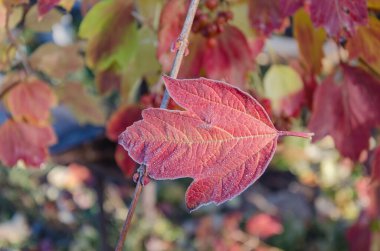 Kırmızı viburnum yaprakları üzerinde rime, serin sonbahar sabahı, yakın