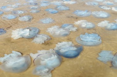 jellyfish on the shore of the Sea of Azov, on the beach on a summer day, close-up clipart