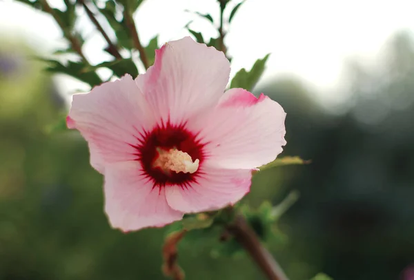 繊細な色の庭の花 黄色の雄しべ 夏の終わりの庭で — ストック写真